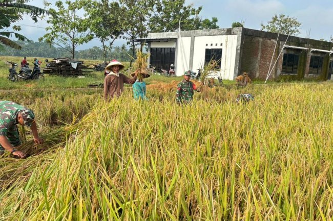 Babinsa Koramil 02 Klampok Dampingi Panen Padi di Desa Kalimandi