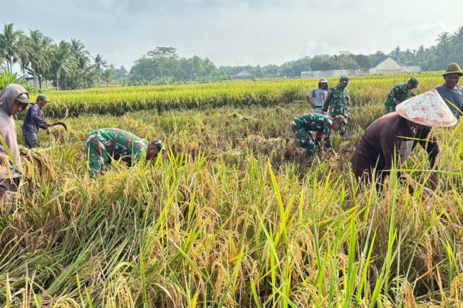 Babinsa Koramil 02 Klampok Dampingi Panen Padi Petani Desa Pagak Dukung Ketahanan Pangan Nasional