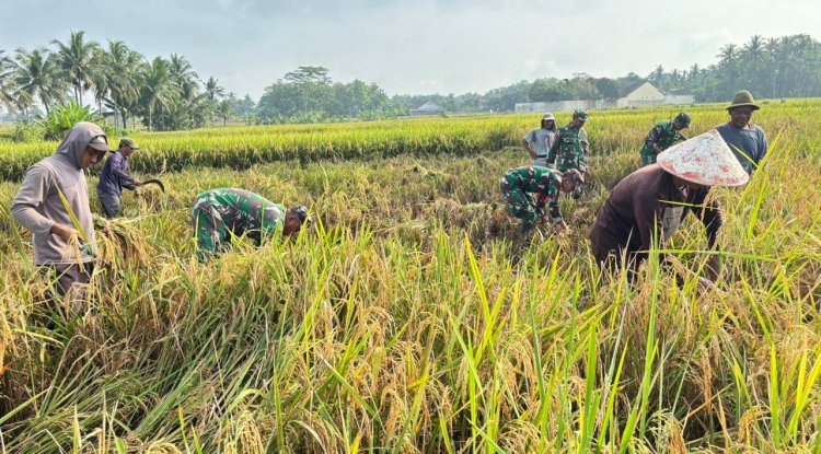 Babinsa Koramil 02 Klampok Dampingi Panen Padi Petani Desa Pagak Dukung Ketahanan Pangan Nasional