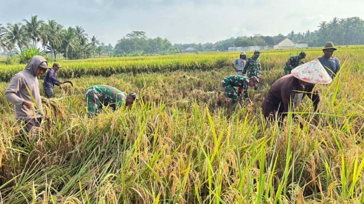 Babinsa Koramil 02 Klampok Dampingi Panen Padi Petani Desa Pagak Dukung Ketahanan Pangan Nasional