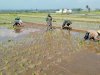 Babinsa pendampingan kelompok tani Mekar Sari tanam padi