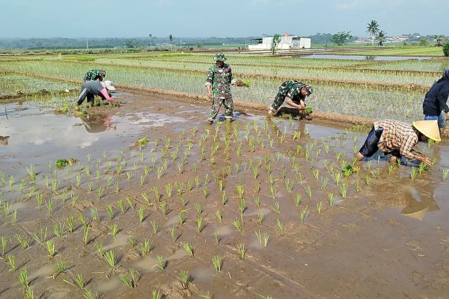 Babinsa pendampingan kelompok tani Mekar Sari tanam padi