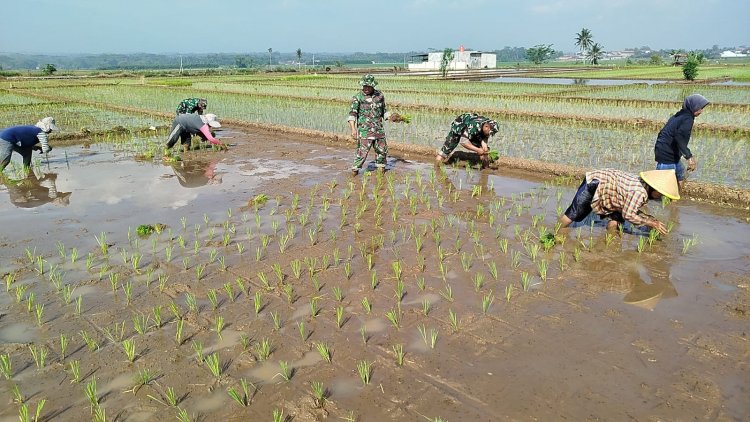 Babinsa pendampingan kelompok tani Mekar Sari tanam padi